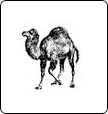 Perl